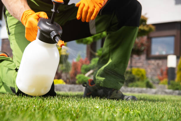Best Insect Control  in Manvel, TX