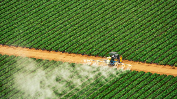 Best Ant Control Services  in Manvel, TX
