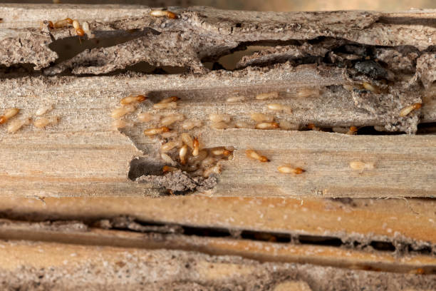 Best Local Pest Control Services  in Manvel, TX