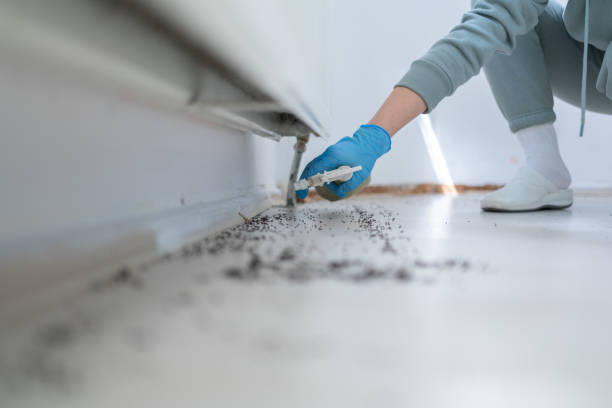 Professional Pest Control in Manvel, TX